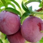Một số bài thuốc từ cây mận