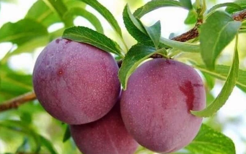 Một số bài thuốc từ cây mận