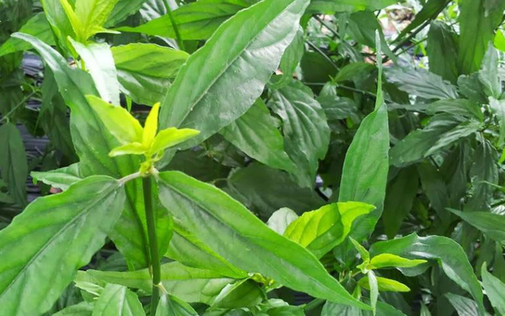 6 lợi ích sức khỏe của cây xương khỉ